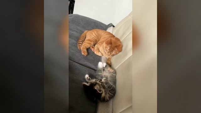 Наш TG https://t.me/liveofcats