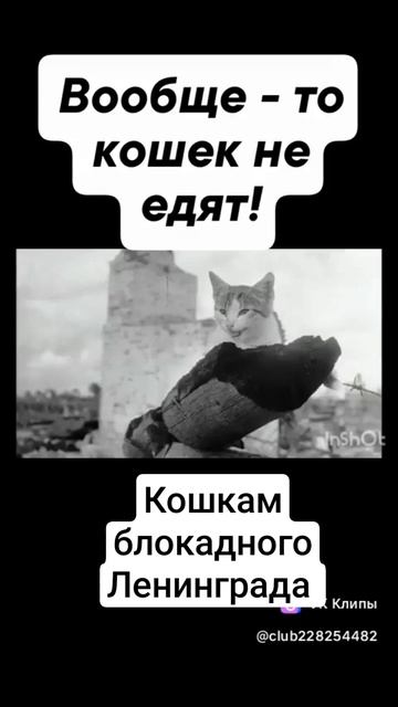 Кошкам блокадного Ленинграда посвящается