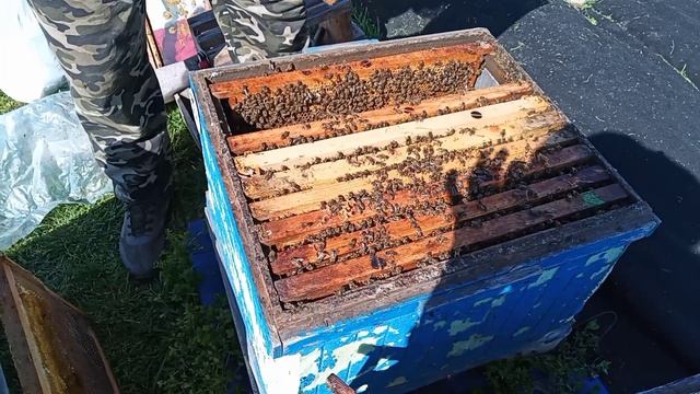 Расширение семей после холодов. 12.04.2025г.