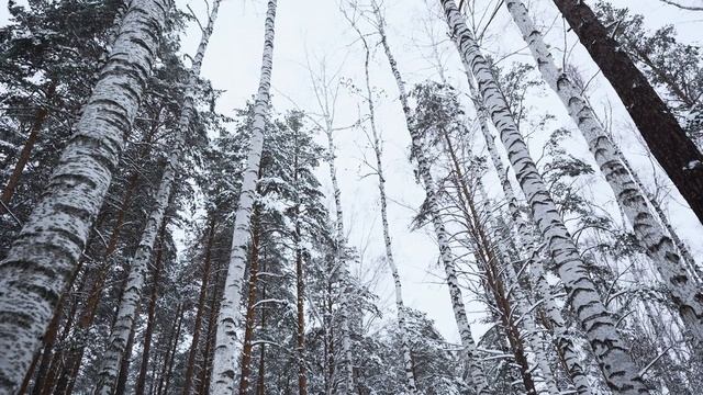 Зимний лес.