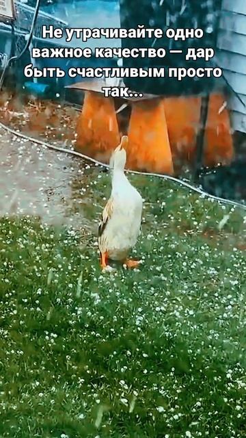 VID_20250518_030140_611.mp4