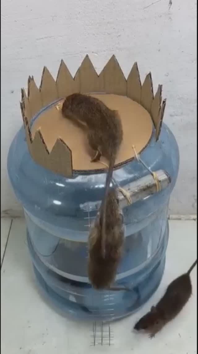 Мышеловка