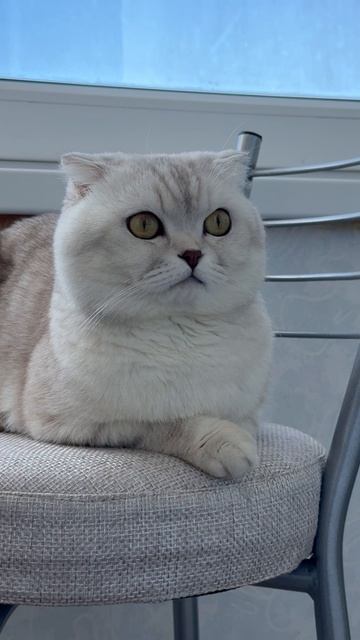 😸👍