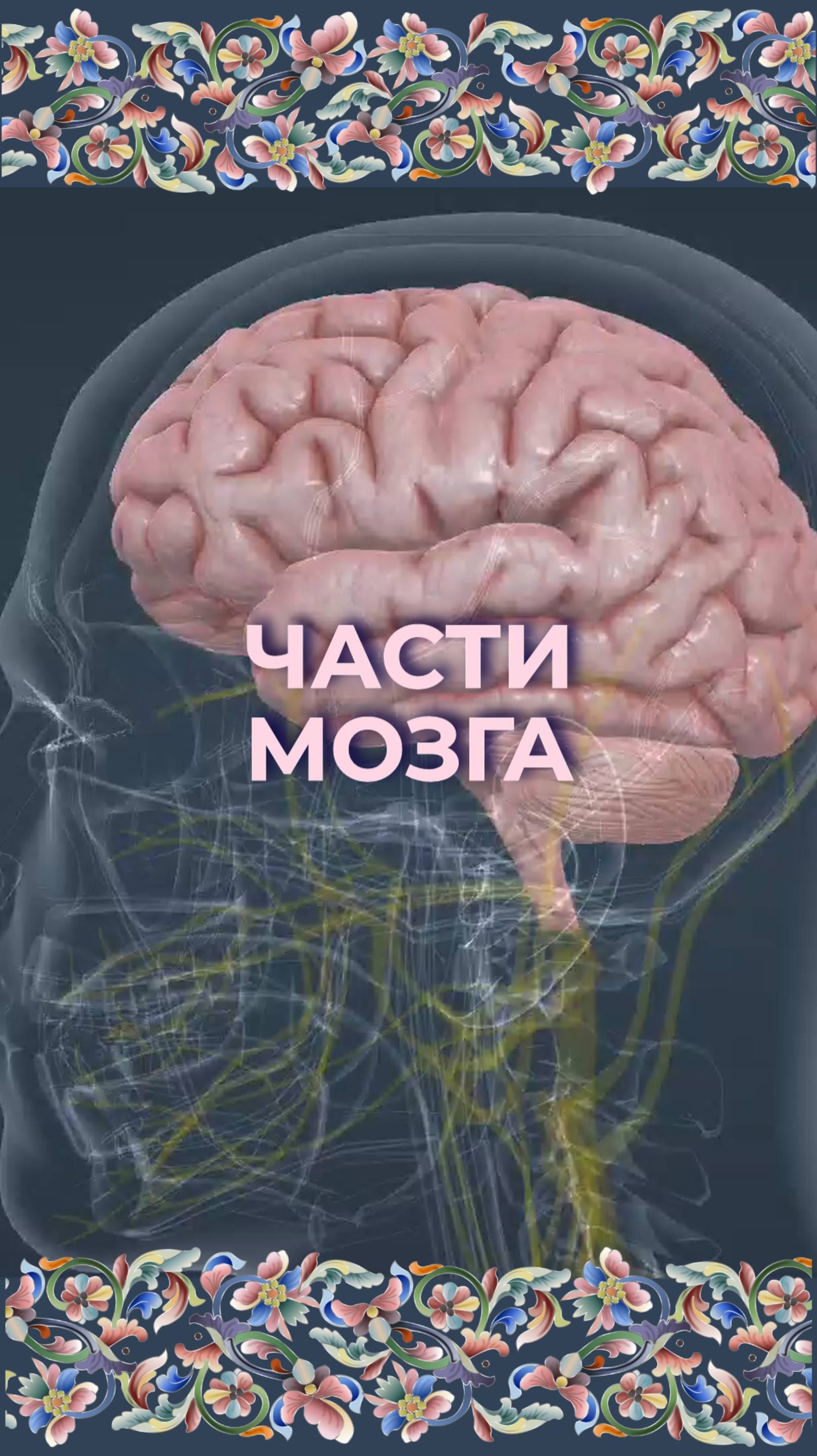 Части мозга