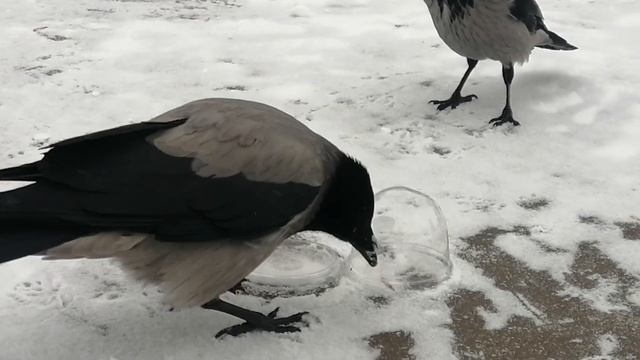 Plastic box with treats? Yes, please! #crow #boss / Пластиковый пазл с вкусня