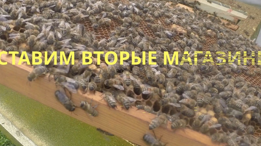 Работа на пчельнике, смотрим выход матки, ставим вторые магазины, проверяем отводки.17 Мая 2026 года