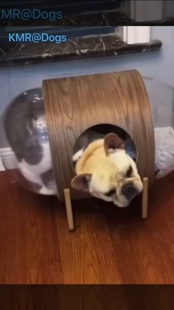 Выгнал кота спертым воздухом😂🔈 ( видео про кошек и собак )