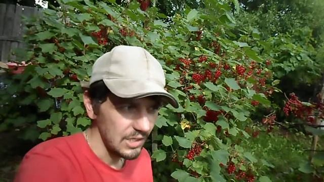 КРАСНАЯ СМОРОДИНА УХОД, ПРАКТИЧЕСКИЕ СОВЕТЫ, МУХА ЗАЛЕТЕЛА В РОТ И Я ЕЁ ПРОГЛОТИЛ