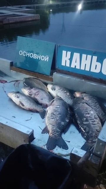 Ночные уловы Каньон.