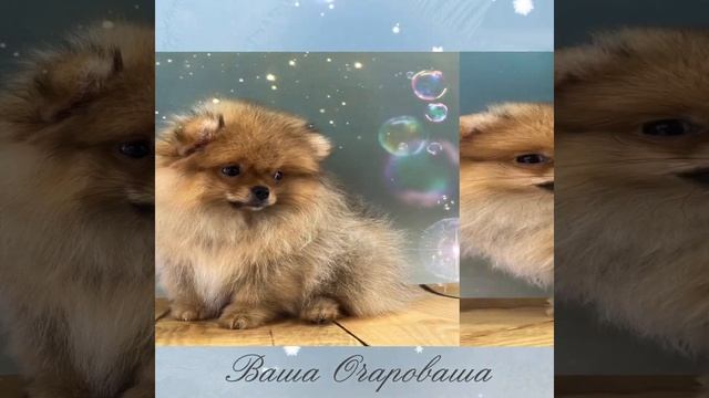 От Фаины