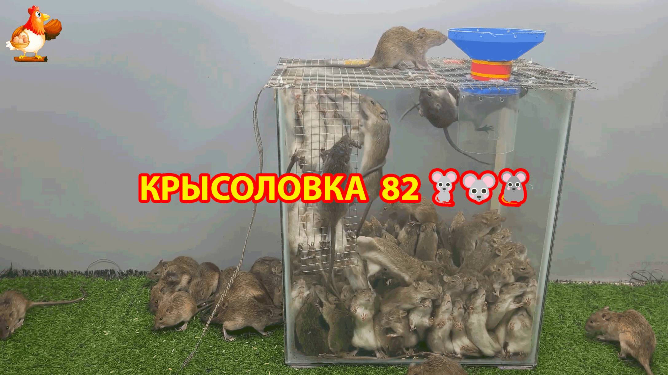 Крысоловка вариант (82) 🐀 Как сделать крысоловку своими руками и поймать кучу крыс 🐀🐁🐀
