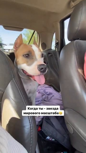Амстаффа звезда YouTube #shortvideo #amstaff #pitbull #subscribe #shorts