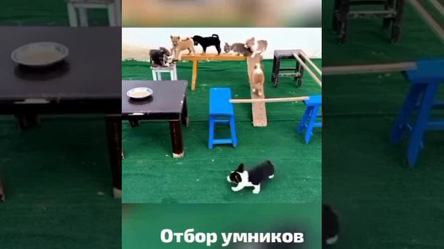 умный значит сытый
