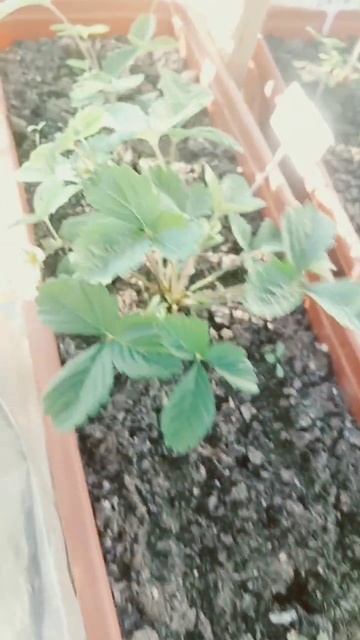 земляника балконная #сад #садогороддача #garden #greenhouse #Fragments_0f_Life