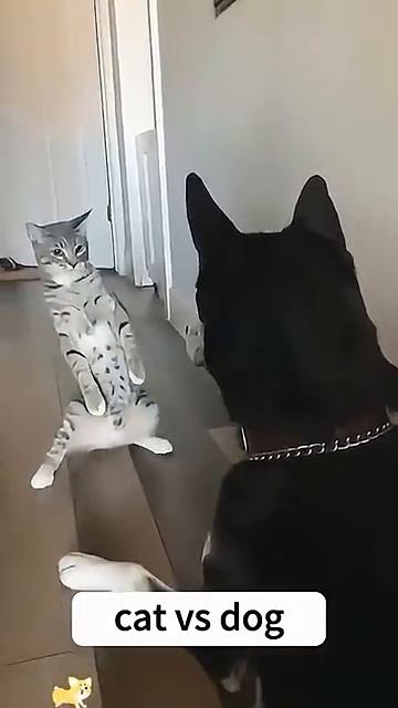 Don’t Mess with This Cat, Doggo! #cat