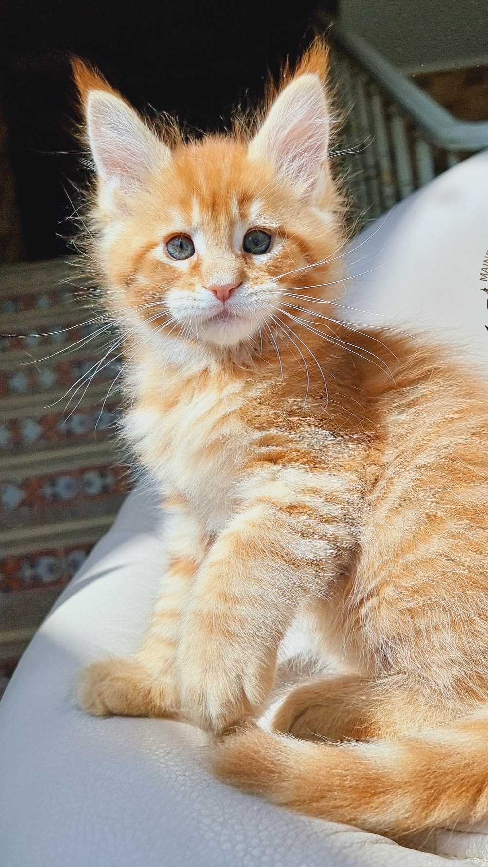 Simba Mos Lakshestar котенок мейн кун 1 месяц 27 дней.