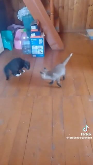 Лисёнок и котик 😺💞🦊