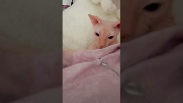 детский  сад в месте с музей 1 часть