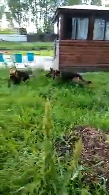 Лига-домашняя собака.