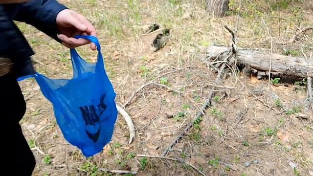 грибы сморчки поехали в лес за грибами сморчками первые грибы начало мая