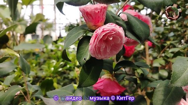Минутка красоты.