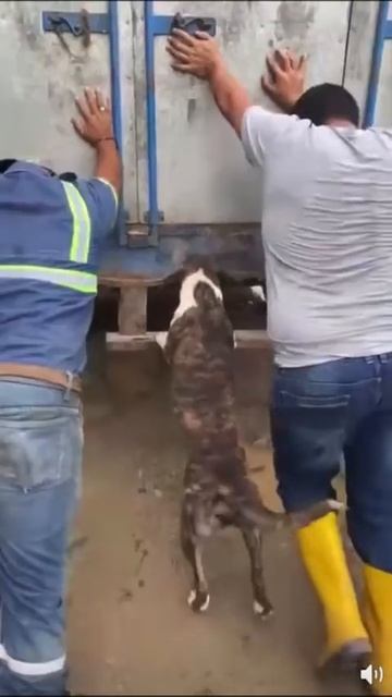 Давайте мужики, ещё чуть-чуть 😁