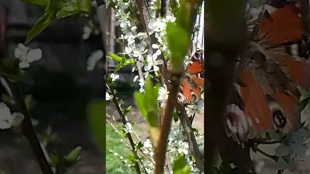 уральские бабочки на вишне