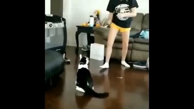 Кунг-фу Кот