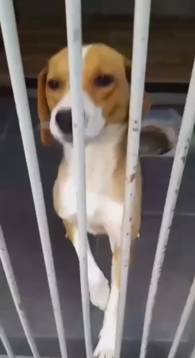 Девочка Бигль в концлагере