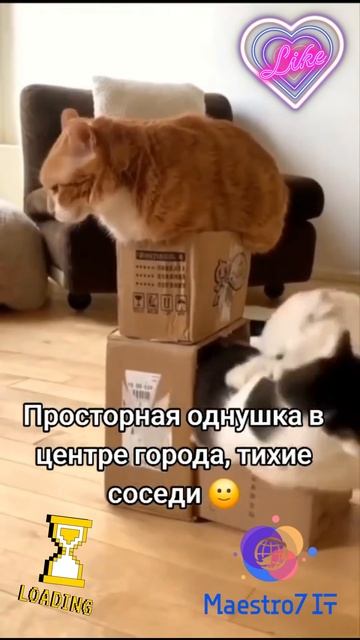 💡 Просторная однушка в центре города ...