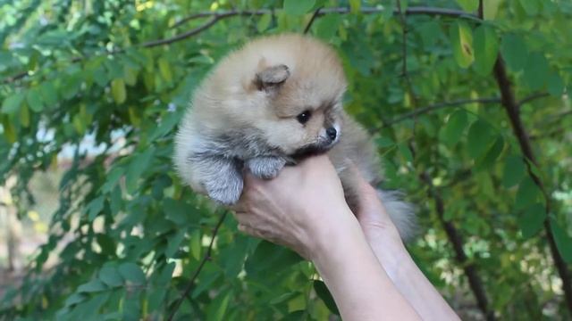 123 малышу Артику 5 недель