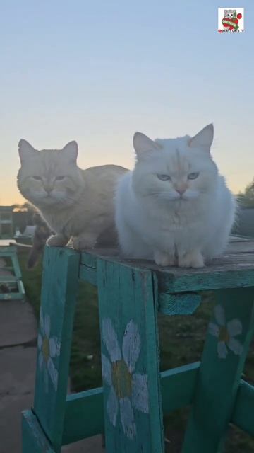 Ребята на вечерней прогулке на солнышке зажгли радугу 🌞🌈❤️😻🐶