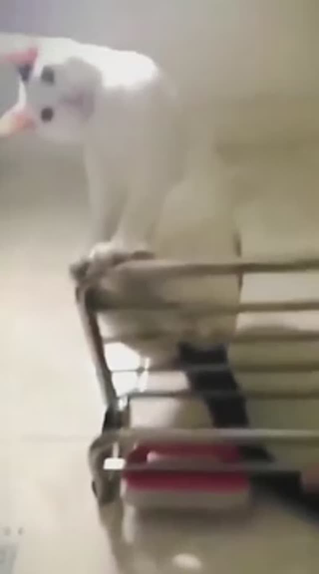 🤣Тем временем каждый занят делом🙀
