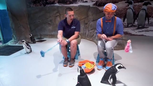 Блиппи (Blippi) - Пингвины в Зоопарке   Изучай этот мир вместе с Блиппи   Blippi Russian