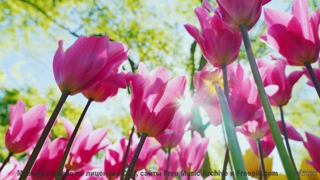 Музыка, которая превращает рассвет в волшебство! - Basic Rock -- Scott Holmes Music -- Rock Backgrou