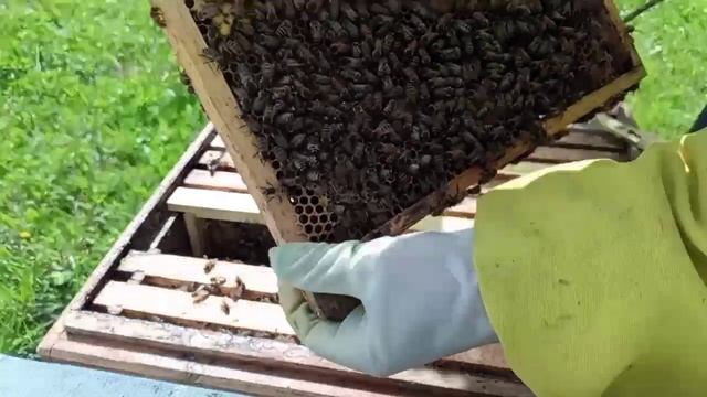 состояние бакфаст PJ на 17 мая