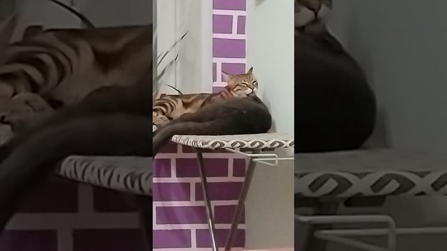 шустрик чистюля