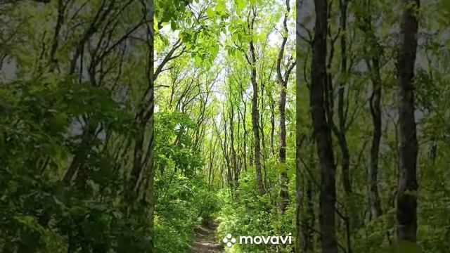 Утро...птицы поют