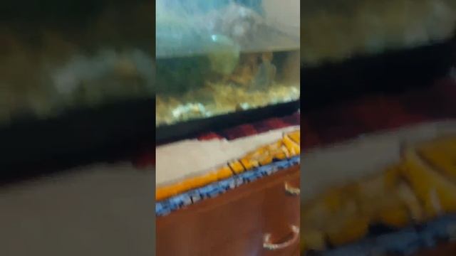 Как в домашних условиях помыть аквариум