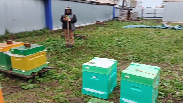 начинающие пчеловоды Севера ,забирают пчёл