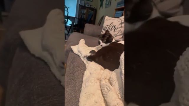 Кошачье притворство
