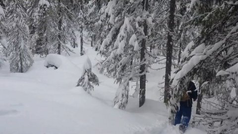 В снегоступах по зимнему лесу