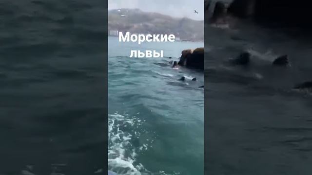 сегодня в кадре снова морские львы.