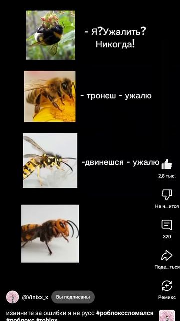 #шмель#пчела#оса#азиатскийшершень