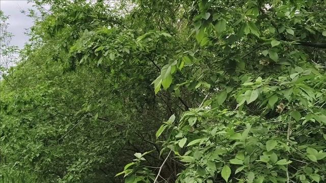 Керчь. Прогулка по оврагу районе В.Солнечного 18.05.25