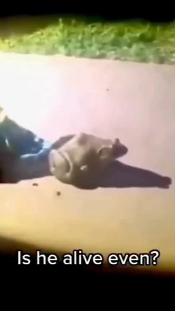 scene_output.mp4