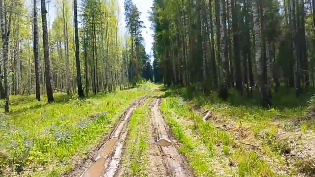 Прогулка по лесу.
