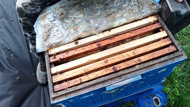 Количество расплода на 04.04.2025г