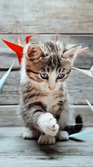 Сварка между скорой катом І поліцейським котом