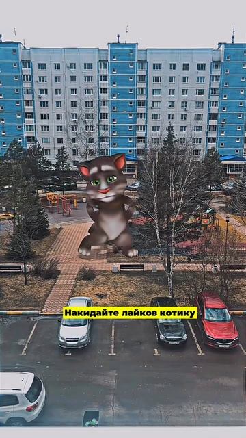 Для котика лайков не жалко #зелёнкин #zelenkin